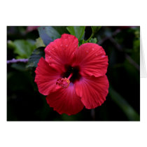 Hibiscus cards by cbensen Hibiscus cards