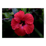 Hibiscus cards