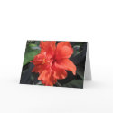 Hibiscus cards