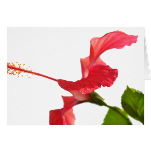 Hibiscus Card