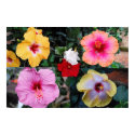 Hibiscus Collage posters
