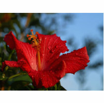 Hibiscus Dew Drops photo sculptures by lifesphere Hibiscus Dew Drops photo sculptures