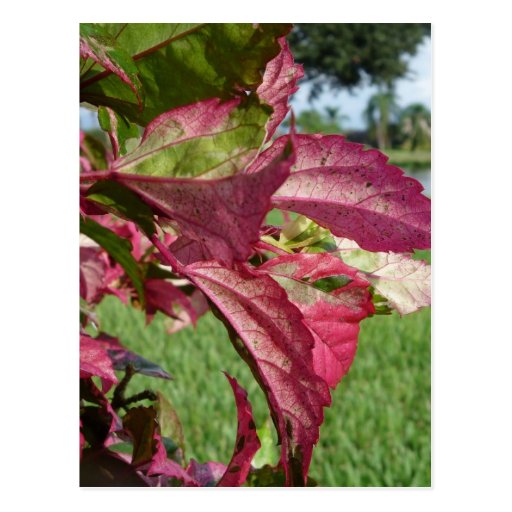 Hibiscus "Fire and Ice" Plant Postcard Zazzle