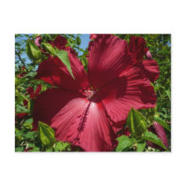 Hibiscus Flower and Blue Sky Postcard by mlewallpapers Hibiscus Flower and Blue Sky Postcard