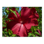 Hibiscus Flower and Blue Sky Postcard