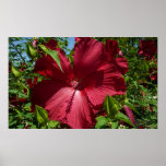 Hibiscus Flower and Blue Sky Print