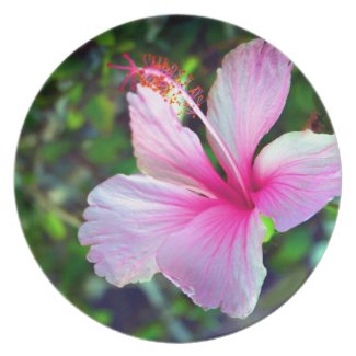 Hibiscus flower bright pink against green dinner plate