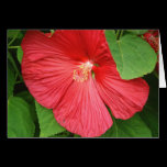 Hibiscus Flower Card