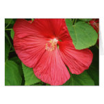 Hibiscus Flower Card