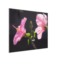 Hibiscus Flower in Profile Canvas Prints