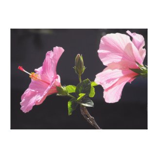 Hibiscus Flower in Profile Canvas Prints