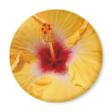 Hibiscus Flower magnets by almedic104 Hibiscus Flower magnets