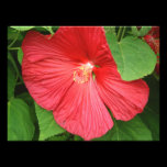 Hibiscus Flower Photo Print
