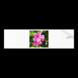 Hibiscus Flower Pink bumper stickers