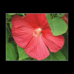 Hibiscus Flower Postcard