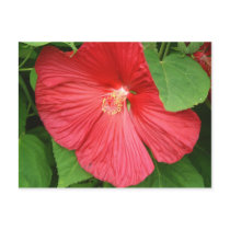 Hibiscus Flower Postcard by mlewallpapers Hibiscus Flower Postcard