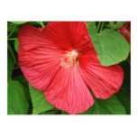 Hibiscus Flower Postcard