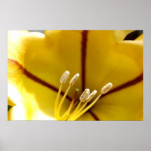 Hibiscus Flower Poster