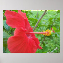 Hibiscus Flower poster