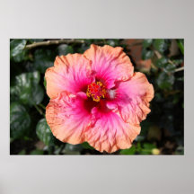 Hibiscus Flower Poster