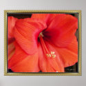 Hibiscus Flower posters
