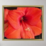Hibiscus Flower Posters