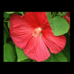 Hibiscus Flower Print