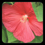 Hibiscus Flower Sticker