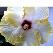 hibiscus flower white yellow center picture photo sculptures