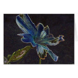 Hibiscus flower with black background greeting cards