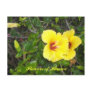 Hibiscus Flowers of Hawaii Post Cards