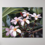Hibiscus flowers print