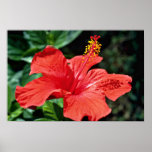 Hibiscus  flowers posters