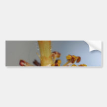 Hibiscus Flowers Stamens Pistils Bumper Sticker