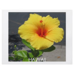 Hibiscus Flyer