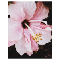 Hibiscus flyers