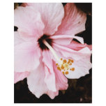 Hibiscus flyers