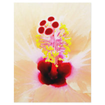 Hibiscus flyers