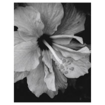 Hibiscus flyers