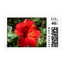 Hibiscus Garden Stamp by BartzPeterson Hibiscus Garden Stamp