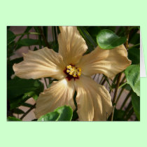 Hibiscus cards