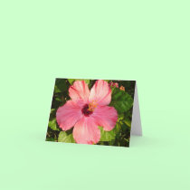 Hibiscus - H cards