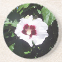 Hibiscus Hawaii Party Coaster 6