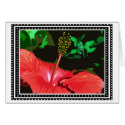Hibiscus Heart of Hawaii cards
