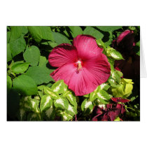 Hibiscus in sunlight cards