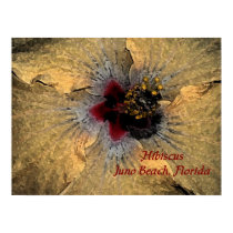 Hibiscus Juno Beach Florida Poster posters by Deedles_Dee Hibiscus Juno Beach Florida Poster posters