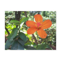 Hibiscus kokio Postcard