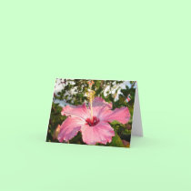 Hibiscus - L cards