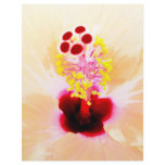 Hibiscus letterhead