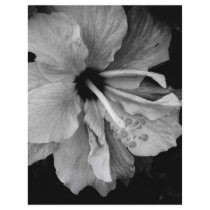 Hibiscus Custom Letterhead